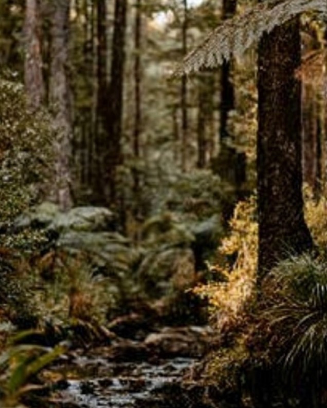 manuka collective copy